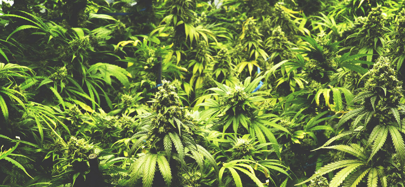 4 Reasons to Buy Marijuana from Online Dispensaries of Canada