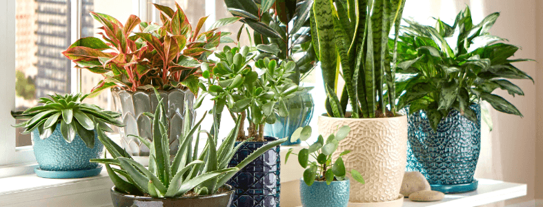 Let’s Bring The Greenery Of The World Back To Your Garden With These Plants