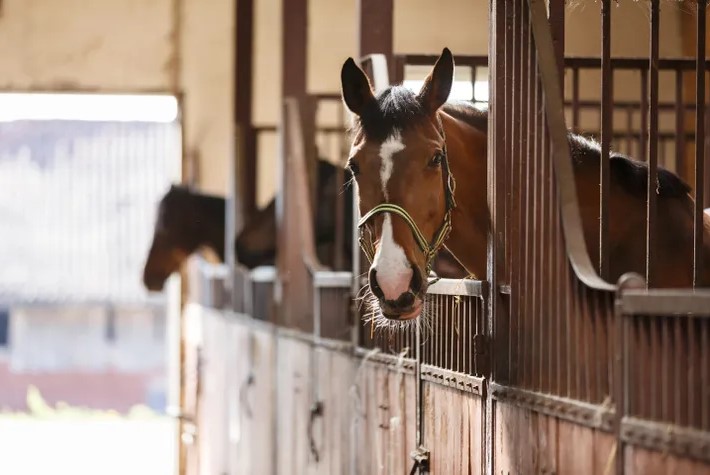 The Ultimate Guide to Flunixin for Horses