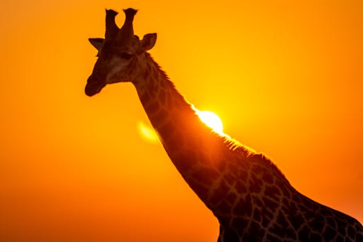 The Enigmatic Charm of Five Hours: More Than Just a Quarter of a Day