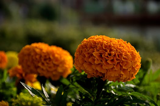 Cultivating a Living Tapestry: Why and How to Implement Native Plant Gardens