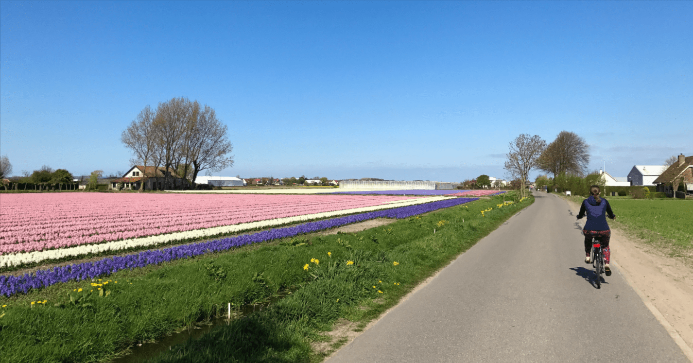 Cycling the Flower Routes in Lisse During Tulip Season